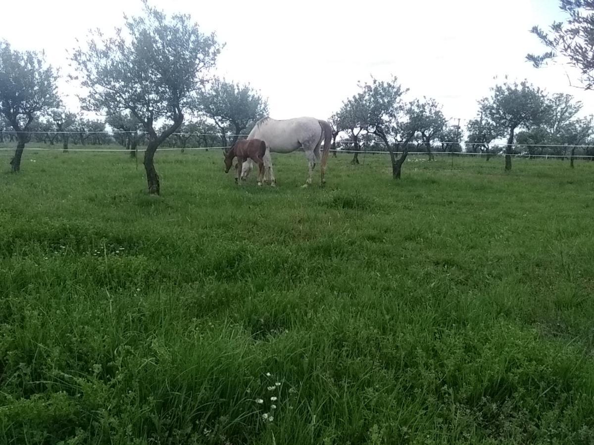 Studio Independant Dans Ferme Equestre Aups Luaran gambar